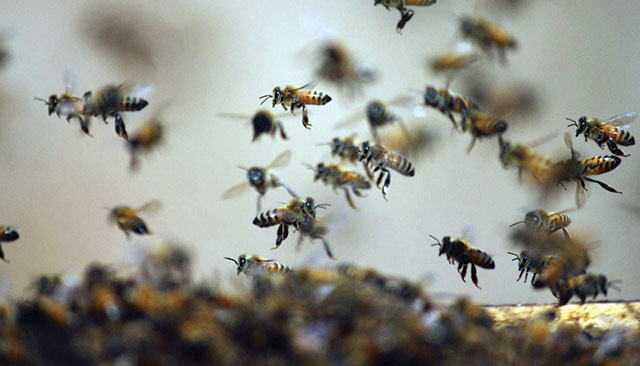 Pesquisadores criam soro para picada de abelhas