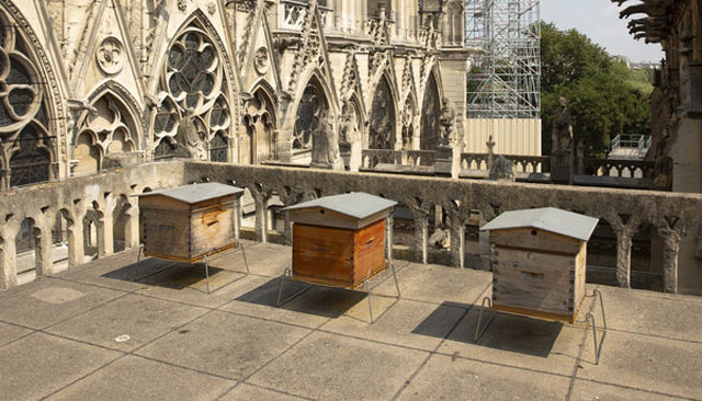 Abelhas que vivem na catedral de Notre-Dame sobreviveram ao incêndio