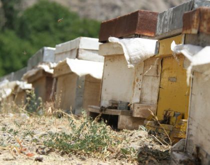 Remoção de colméias de abelhas, vespas e marimbondos na Cooperativa