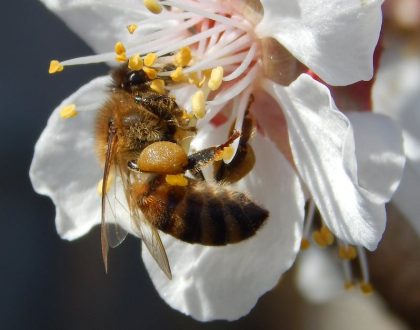 Remoção de colméias de abelhas, vespas e marimbondos na Centro