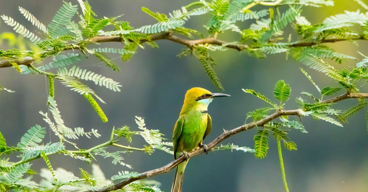Remoção de colméias de abelhas, vespas e marimbondos na Zona Nordeste de São Paulo
