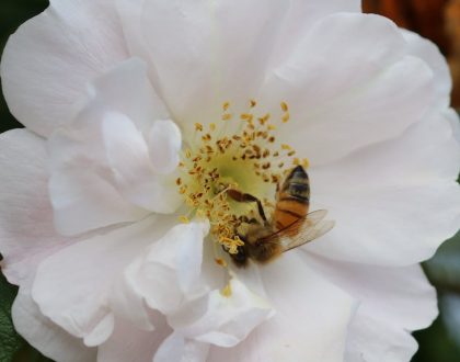 Remoção de colméias de abelhas, vespas e marimbondos emSanto André