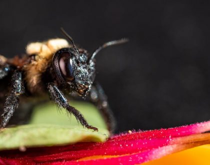 Remoção de colméias de abelhas, vespas e marimbondos na Boa Vista
