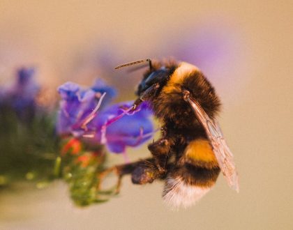 Remoção de colméias de abelhas, vespas e marimbondos na Vila Príncipe de Gales