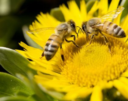 Remoção de colméias de abelhas, vespas e marimbondos na Demarchi