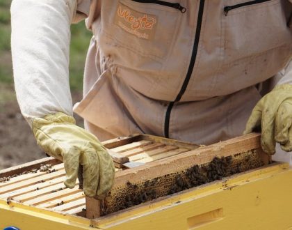 Remoção de colméias de abelhas, vespas e marimbondos na Campestre