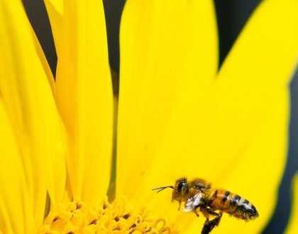 Remoção de colméias de abelhas, vespas e marimbondos na Parque das Nações