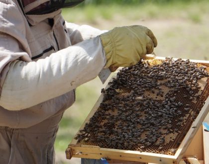 Retirada de abelhas São Bernardo do Campo