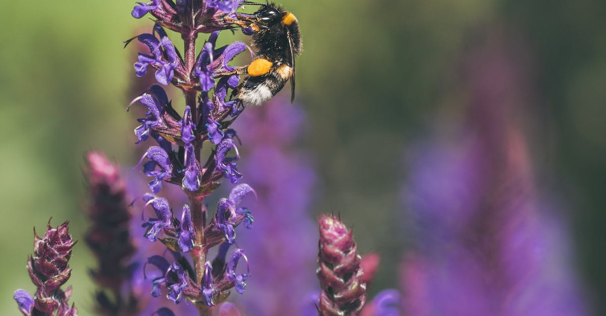 Remoção de colméias de abelhas, vespas e marimbondos na Santo Antônio