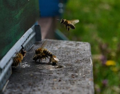 Remoção de colméias de abelhas, vespas e marimbondos na Cotia