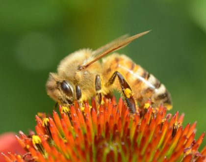 Remoção de colméias de abelhas, vespas e marimbondos na Jardim